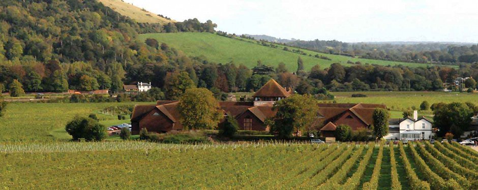 Denbies vineyard